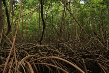 mangrove