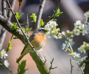 Common redstart, Phoenicurus phoenicurus. A bird sits on the branch of a flowering tree