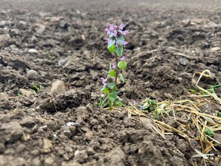spring onions in soil