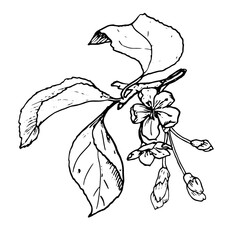 A flowering branch of fruit tree, a black and white ink sketch. Vector illustration. Graceful leaves, buds and flowers on a branch, isolated on a white background. The orchard and the theme of spring