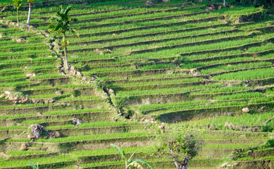 rice fields in the area of ella