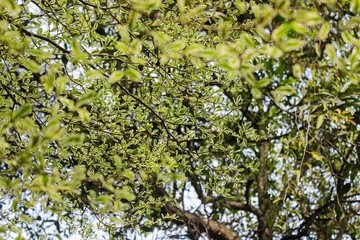 Madagascar almond tree ( Terminalia neotaliala ) Also called Ketapang kencana. Terminalia mantaly tree leaf texture background. Nature background