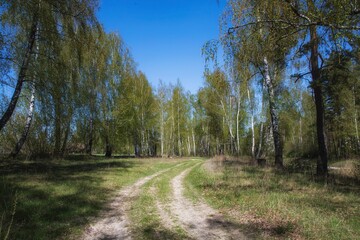 Spring landscape with birch trees