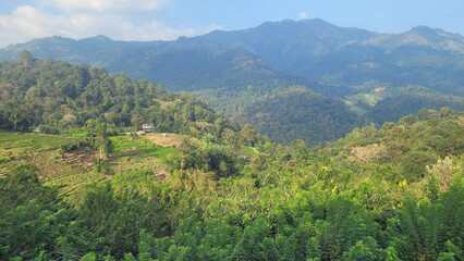 Naklejka premium rice fields in the area of ella