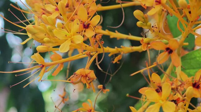 Saraca thaipingensis cantley ex Prain.