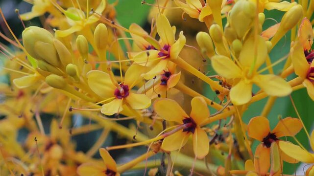 Saraca thaipingensis cantley ex Prain.
