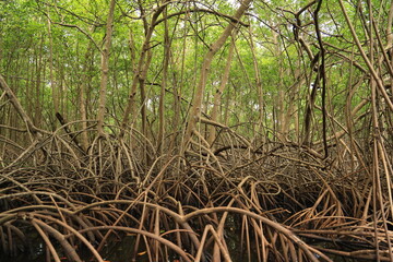mangrove
