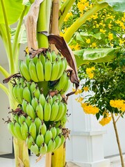 bananas on the tree
