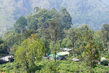wild tea plantations in the mountains at ella
