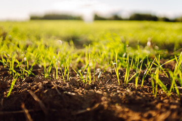 Close-up of young sprouts in an agricultural field. Green plant shoots grow from fertile soil in the rays of the sunset. Concept of agriculture, nature, gardening.