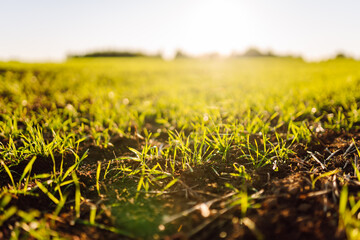 Close-up of young sprouts in an agricultural field. Green plant shoots grow from fertile soil in the rays of the sunset. Concept of agriculture, nature, gardening.