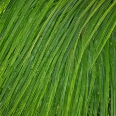 Fototapeta premium green grass background, green grass texture, close up of green grass