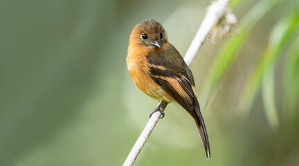 The cinnamon flycatcher is a species of bird in the family Tyrannidae. It is the only member of the genus Pyrrhomyias. It is found in Venezuela, Colombia, Ecuador, Peru, Bolivia 