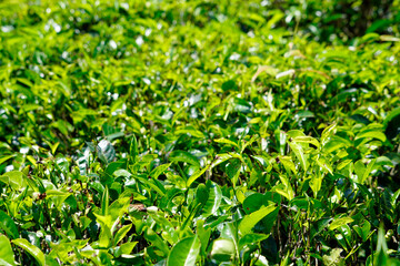 huge tea plantations in sri lanka
