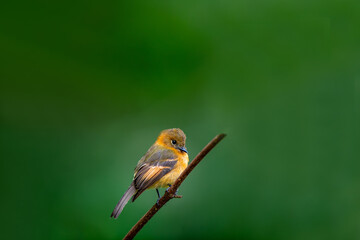 The cinnamon flycatcher is a species of bird in the family Tyrannidae. It is the only member of the genus Pyrrhomyias. It is found in Venezuela, Colombia, Ecuador, Peru, Bolivia 