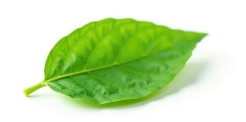 delicate green leaf isolated on white background, small, isolation