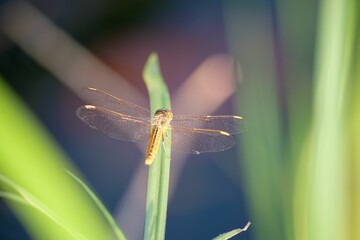 Close-up of a dragonfly perched on a green leaf.