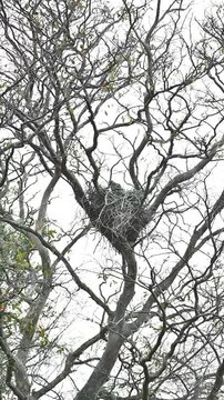 Changble Hawk egale  nest