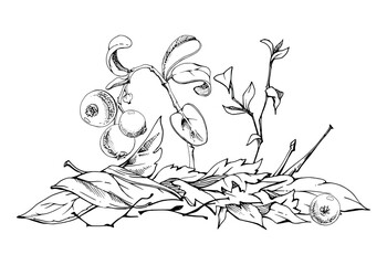 Cranberry lingonberry twigs branches on dry leaves, vector hand drawn in ink. Ripe swamp forest berry, bearberry teaberry wintergreen. Isolated botanical illustration. Restaurant menu, farmers market