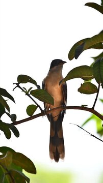 bird on a branch