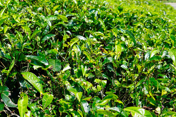 huge tea plantations in sri lanka