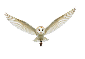 Naklejka premium Barn Owl in Flight: A Majestic White Owl Soaring on Transparent background