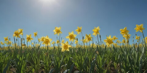 Sunlit daffodil meadow, vibrant yellow blooms against a clear blue sky , sunny, countryside, clear sky