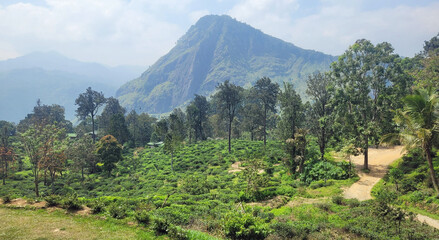 wild tea plantations in the mountains at ella