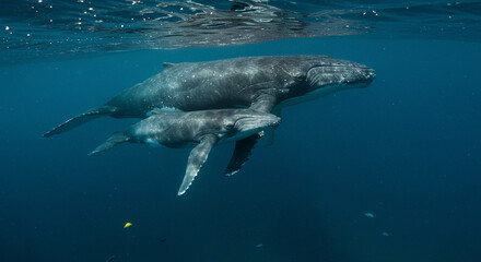 Naklejka premium Whale and Calf Swimming Together Underwater in Ocean