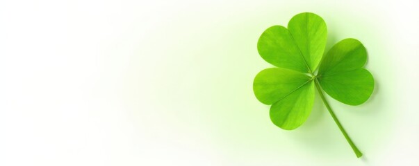 Vibrant green four-leaf clover isolated on white background , symbol, Four leaf clover