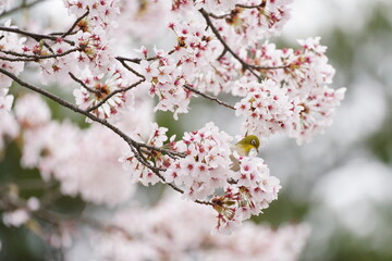 満開の桜の花とメジロ