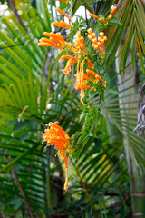 colorful exotic flowers in sri lanka