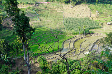 rice fields in the area of ella