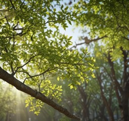 Fototapeta premium New leaves unfurling on tree branches, sunlight dappled, natural, forest