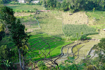 rice fields in the area of ella
