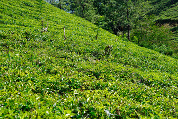huge tea plantations in sri lanka