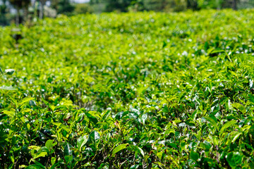 huge tea plantations in sri lanka