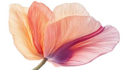 Beautiful red tulip flower isolated on transparent background showcases its vibrant petals in a spring bloom. PNG