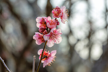 梅の花が咲く早春の風景