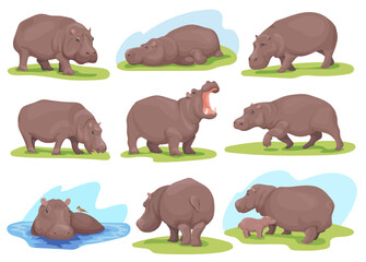 Hippopotamus poses. Realistic hippo different pose, standing walking swim wild animal namibia african savanna hippopotamuses zoo animals set cartoon hippos neat vector illustration