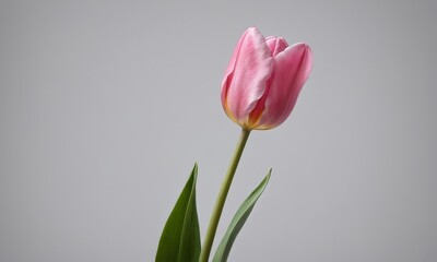 Elegant studio shot showcasing a pink tulip with soft light and subtle details