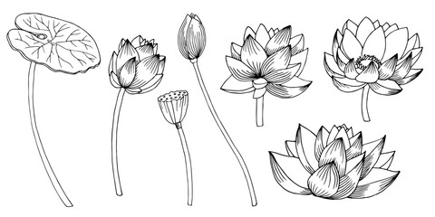 Lotus Flowers with leaves set. Hand drawn vector illustration drawing by ink. Floral drawn of blooming waterlily for spa or Zen design. Etched botanical composition. Engraving for meditation.