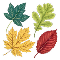 A vibrant set of autumn maple leaves displays a rich color palette of yellow, orange, and green foliage, embodying the beauty of the fall season in nature.