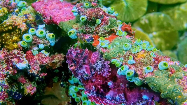Green sea squirts on colorful coral reef with camouflaged marine fish
