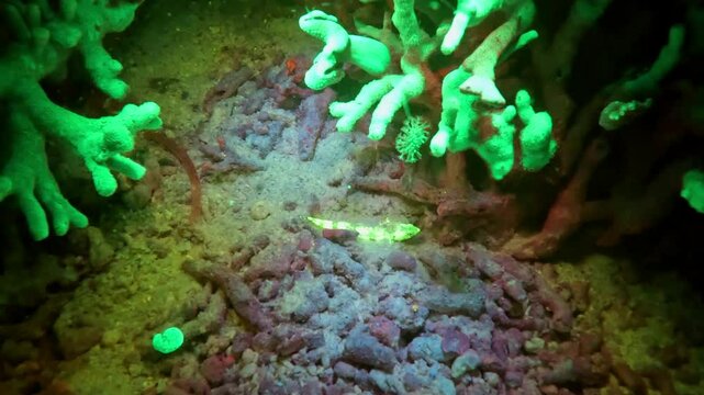 Lizardfish sits on the ocean bottom, glowing fluorescent yellow.