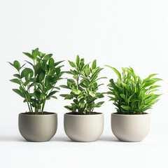 Naklejka premium A realistic, high-quality arrangement of four beautiful indoor plants in modern ceramic pots against a white background. Perfect for home decor, office styling, and plant lovers seeking a minimalist 