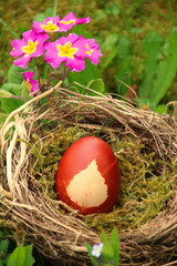 Obraz premium Ostereiei Färben mit Zwiebelschalen im nest
