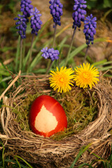Ostereiei Färben mit Zwiebelschalen   im nest