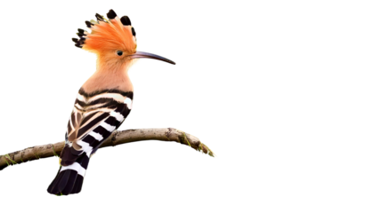 Common hoopoe (Upupa epopts) fascinated brown crested bird with white and black wings isolated on transparent Bg