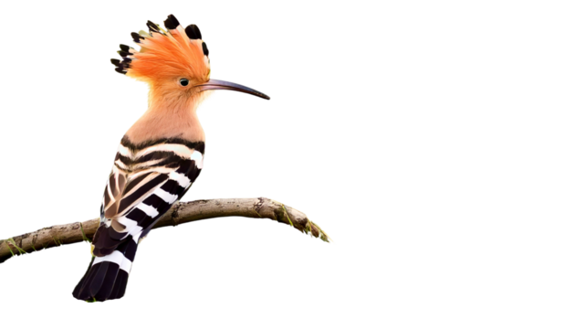 Common hoopoe (Upupa epopts) fascinated brown crested bird with white and black wings isolated on transparent Bg